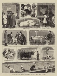 Skitser ved Birmingham Cattle and Dog Shows